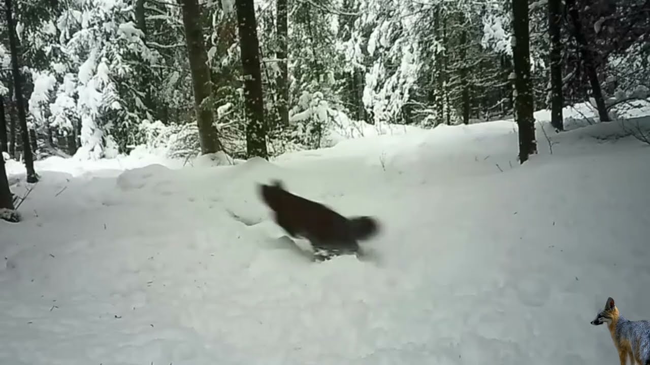 Fox chasing bunny