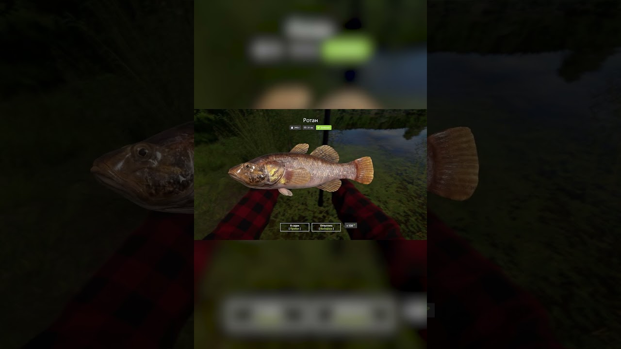 Ротан. Russian Fishing 4.