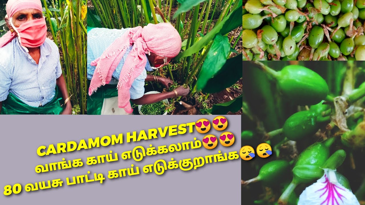 Cardamom harvesting |  வாங்க ஏலக்காய் பறிக்கலாம் | 80 வயசு பாட்டி வேலை செய்றாங்க