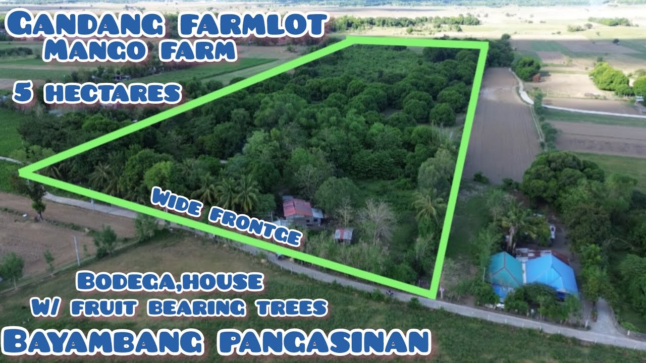 Lot#646 Gandang farm house w/ mango farm at ibat ibang fruit bearing trees, perfect 4 farm resort