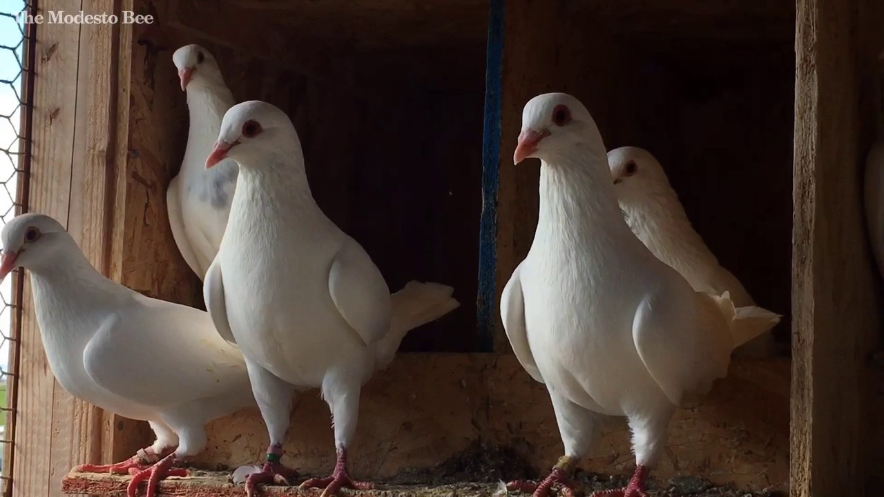 Squab from Modesto serve poultry niche