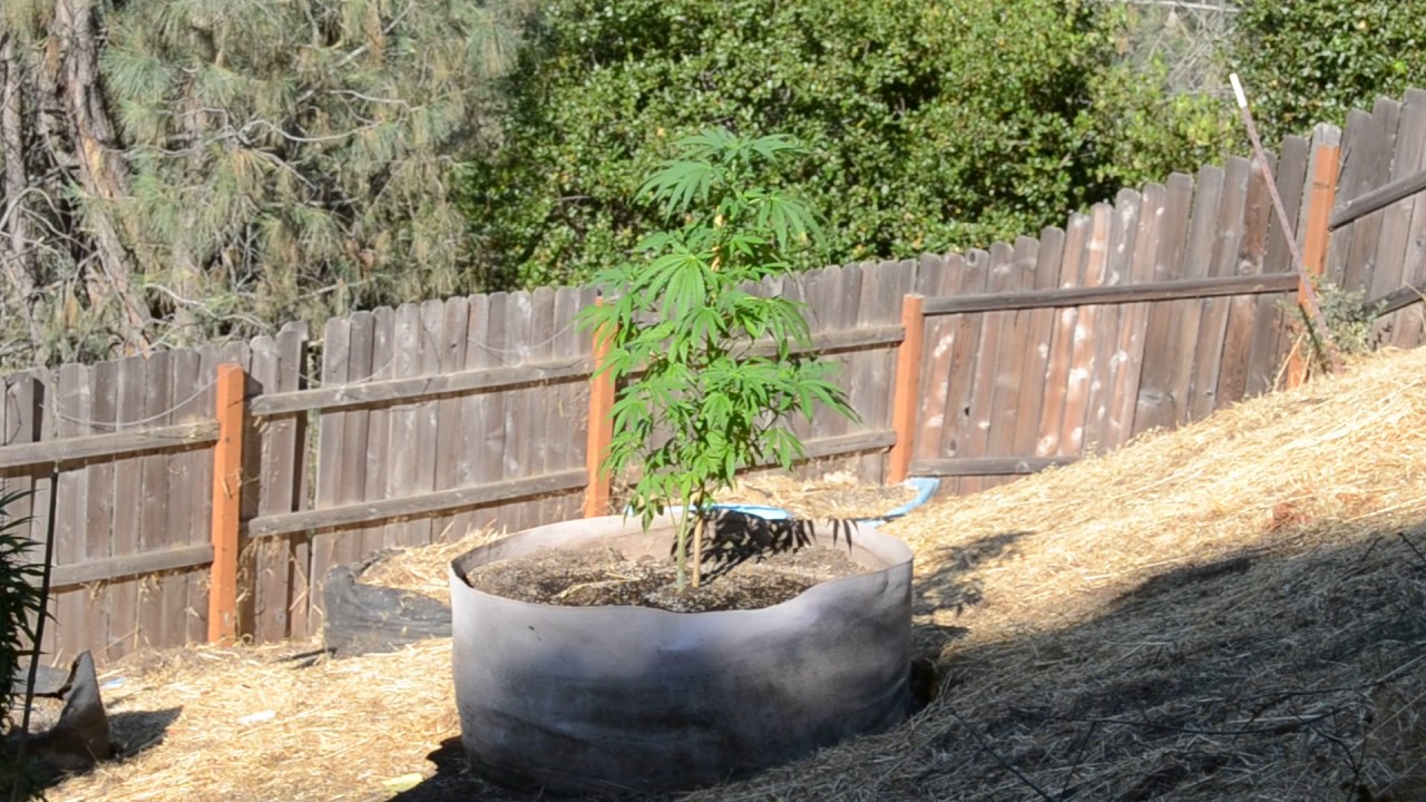 2017 outdoor grow norcal waldo in a 150 gal pot