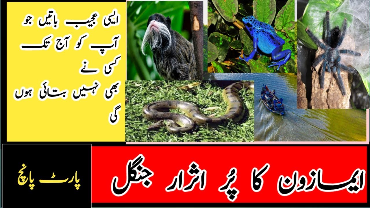 Unbelievable Discovery in Amazon Rainforest Part 5 by InformativeMujtaba!