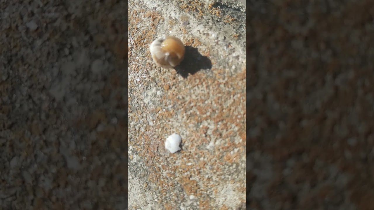 What's inside a snail shell??