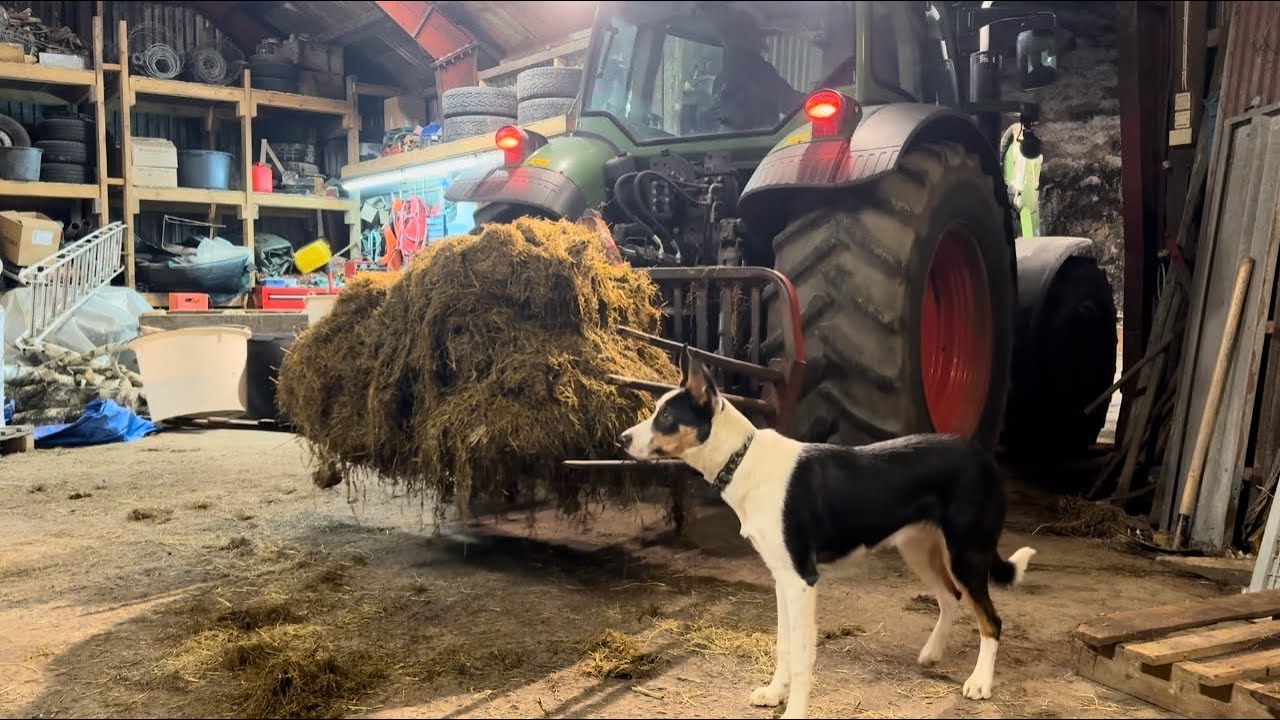 SILAGE GETTING DENSER in the SILAGE TOWER !   |   FEEDING our SHEEP !