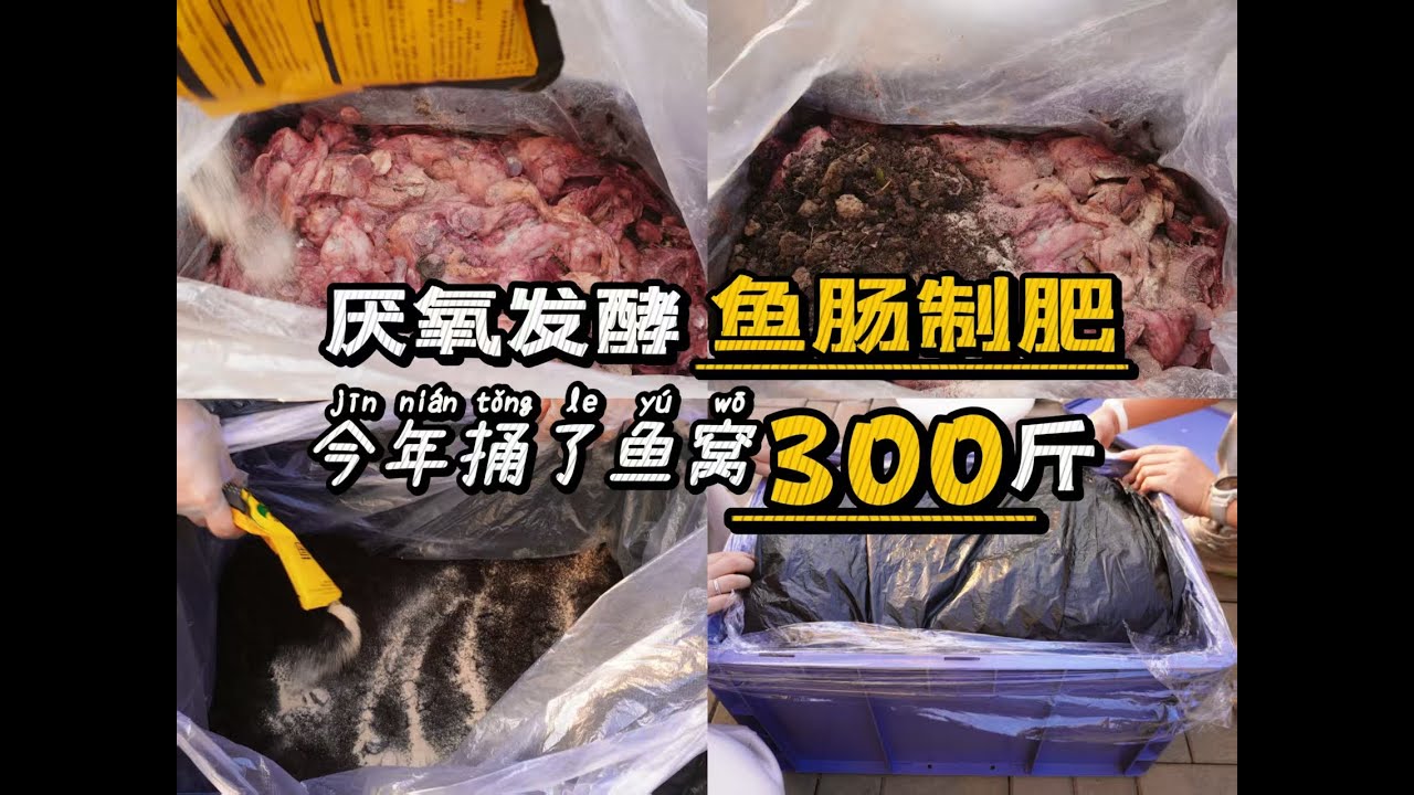 厌氧鱼肠制肥步骤 整了300斤是我没想到的