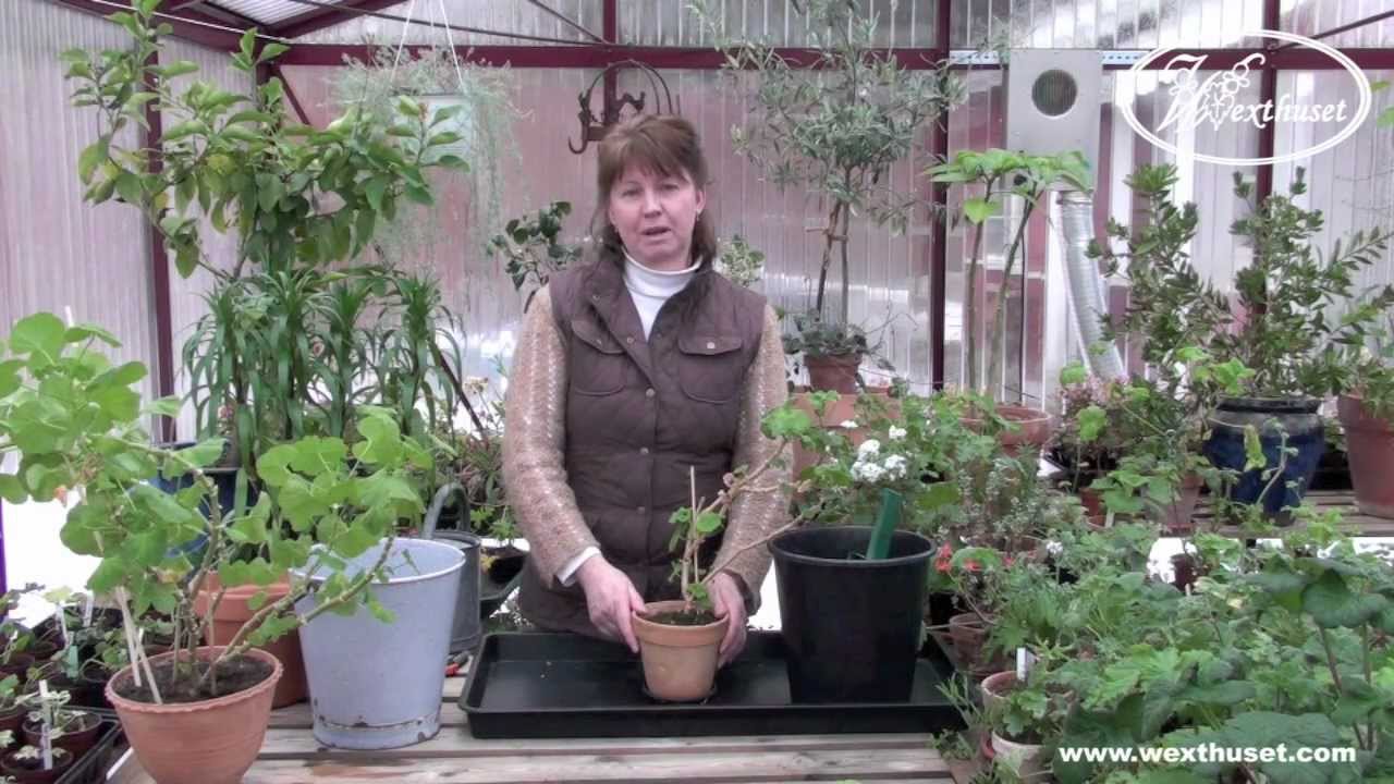 Beskära pelargoner