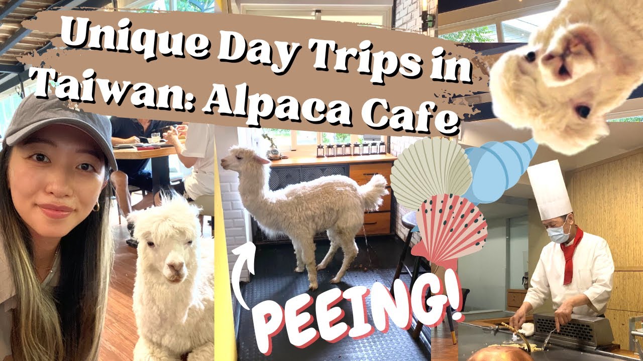 taiwan vlog 🇹🇼 alpaca cafe, seashell temple, AYCE hotpot, teppanyaki - hidden gems in taipei