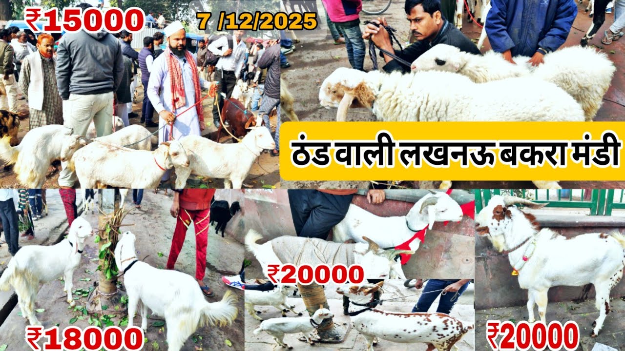 Lucknow Bakra Mandi | 7 December 2025 | ठंड वाली बकरा मंडी और उसका रेट भाई साहब जानिए इस वीडियो में