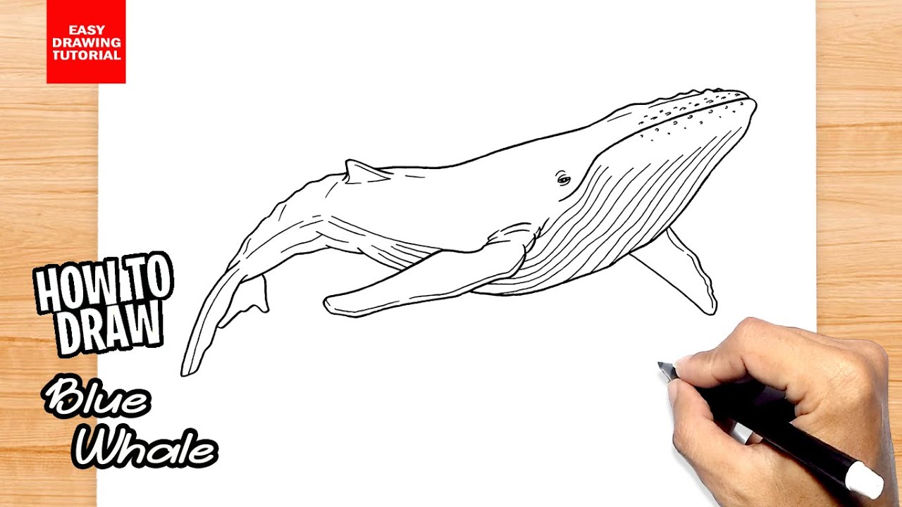 How to draw Blue Whale