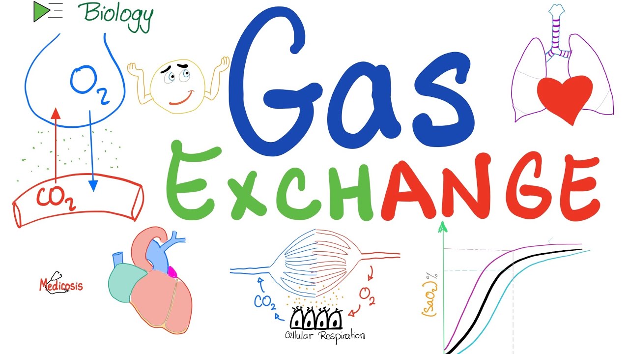 Oxygen-Dissociation Curve - Pulmonary Gas Exchange 🫁 - Respiratory System (Pulmonology)