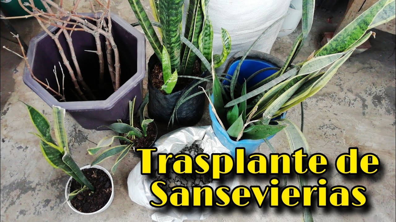 TRASPLANTO SUCULENTA GRANDE + sustrato 🌱 | Jardines by Angie