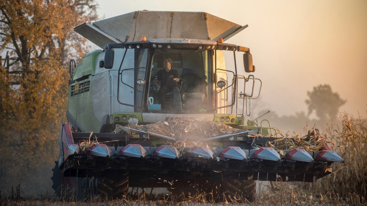 Claas Lexion 770 TT buszuje w kukurydzy. Corn Harvest 2018
