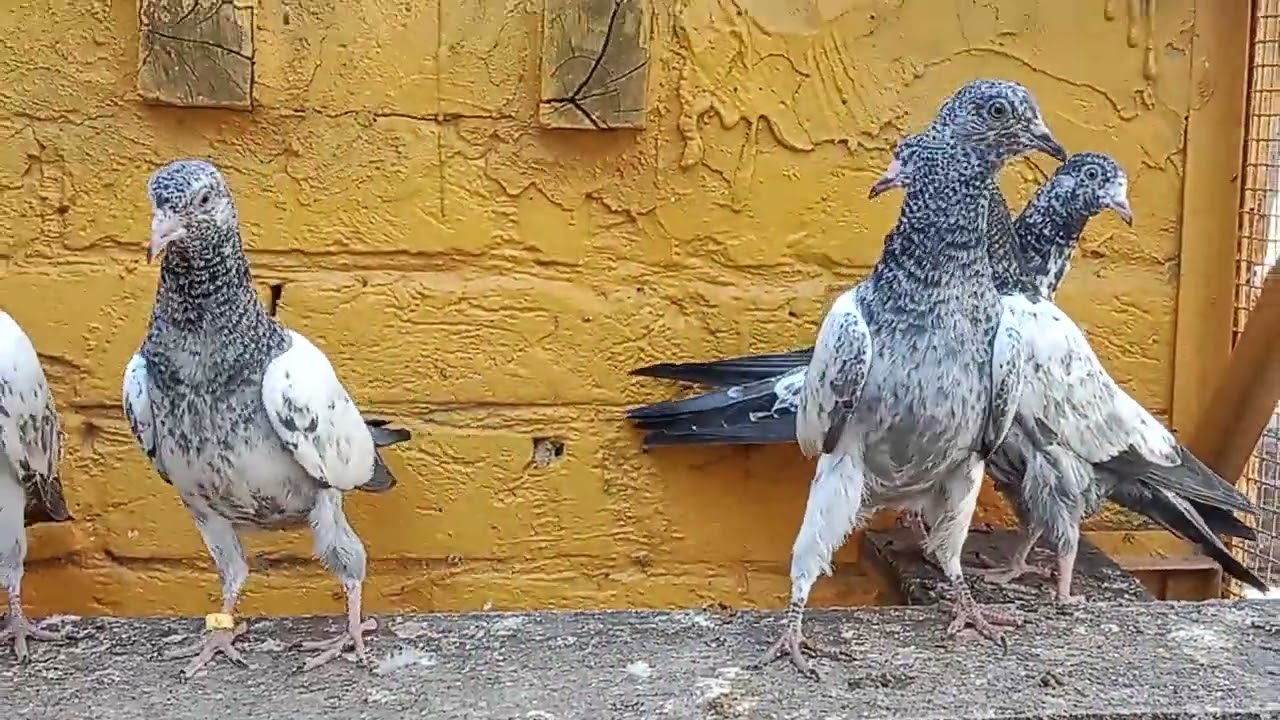 18 bachay breeder plus perwazi guarantee Walay 03064343469