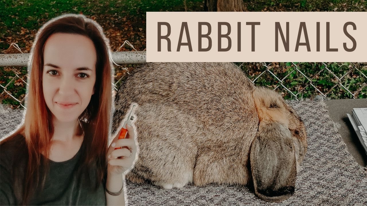 How To Cut A Giant Rabbits Nails