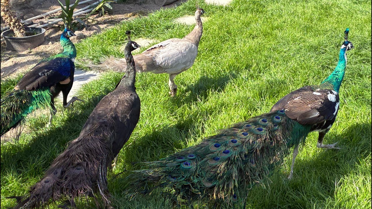 Rare peacocks farm livestream