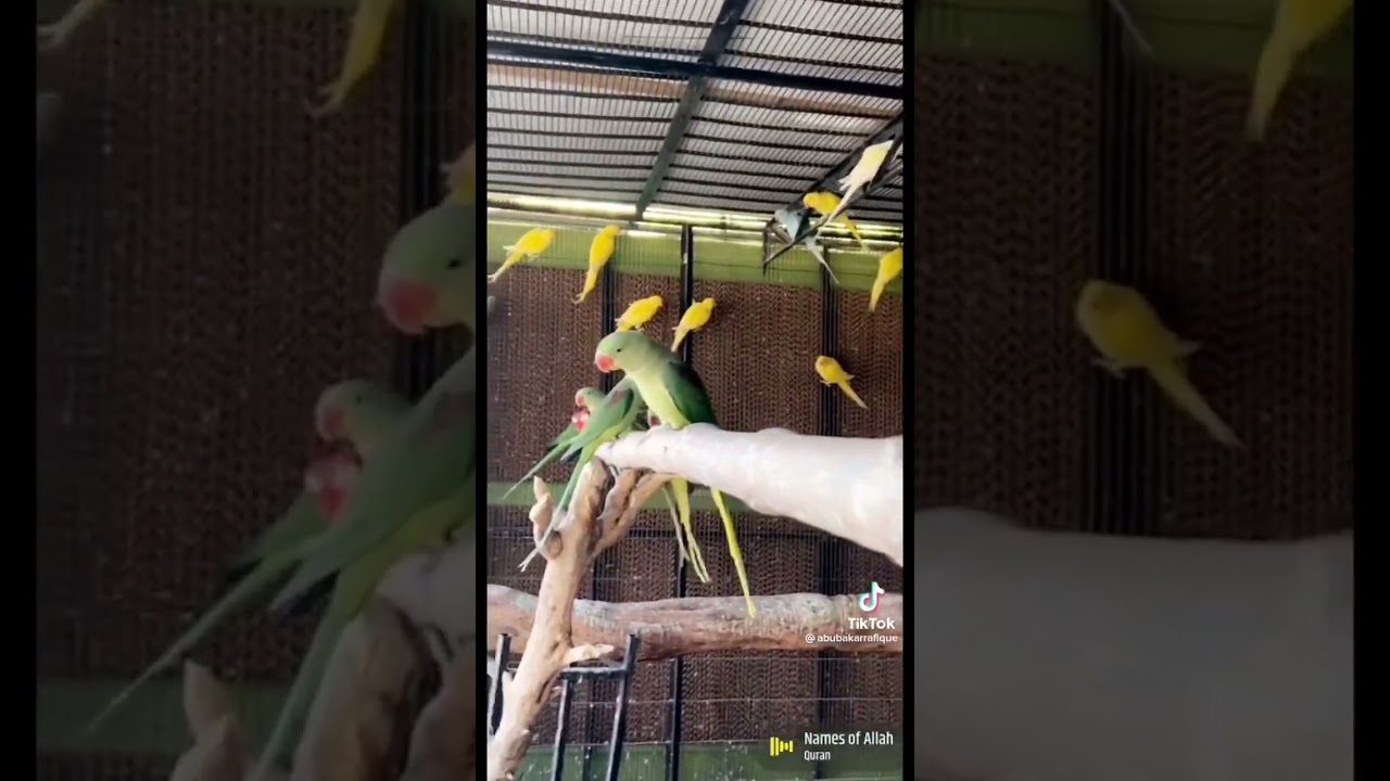 Biggest bird farm in pakistan Faislabad 