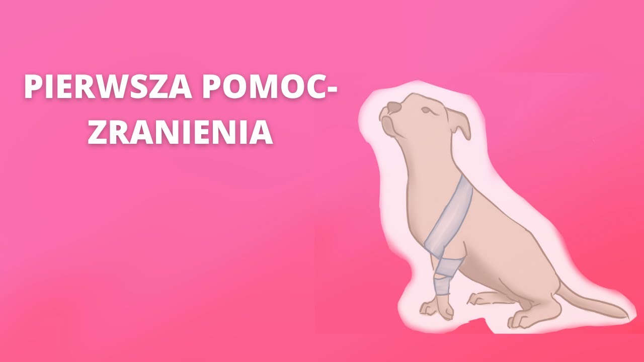 PIERWSZA POMOC DLA ZWIERZĄT - ZRANIENIA