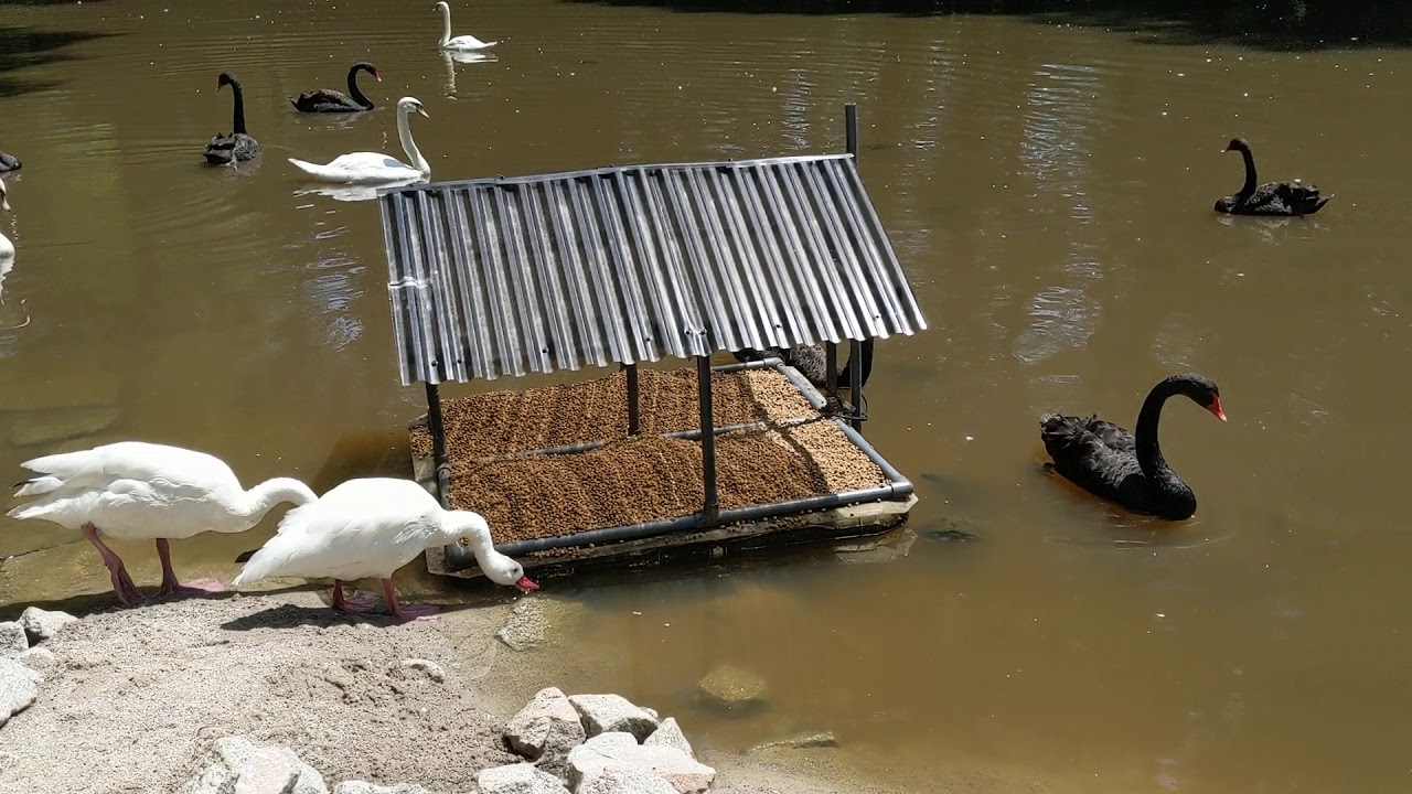 Whooper Swan, Australian Black Swan, Royal Mute & Coscoroba Swans at Swan Lake Iris Gardens
