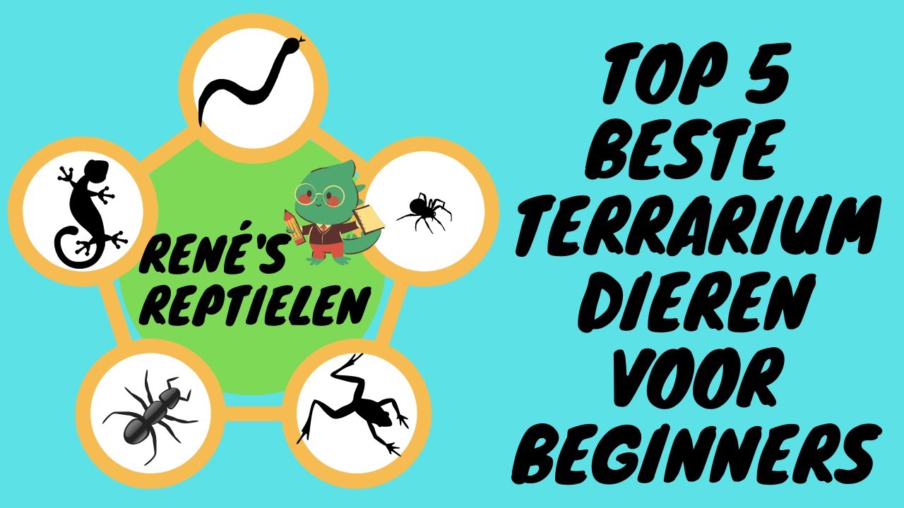 De 5 BESTE terrariumdieren voor BEGINNERS!