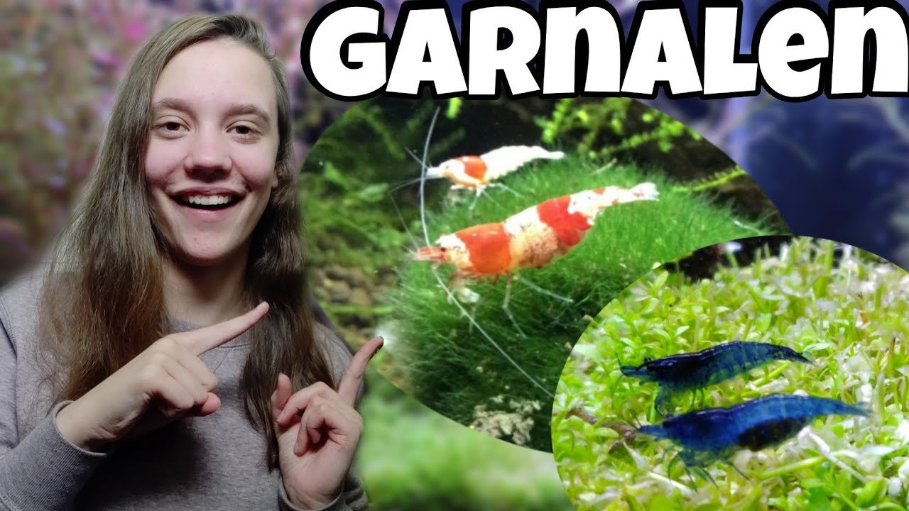 GARNALEN houden in je AQUARIUM, alles dat je moet weten! //Nickey//