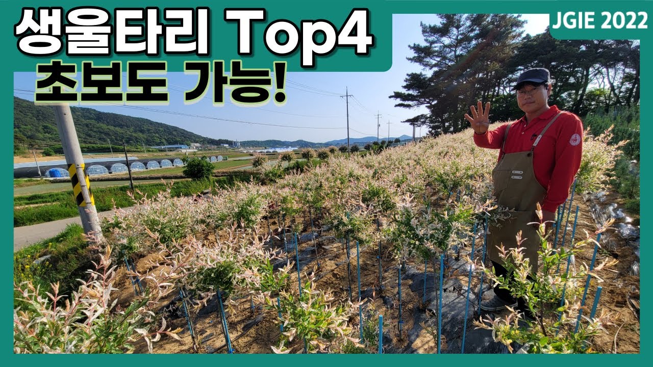 누구나 쉽게 키우는 생울타리나무 4가지 추천