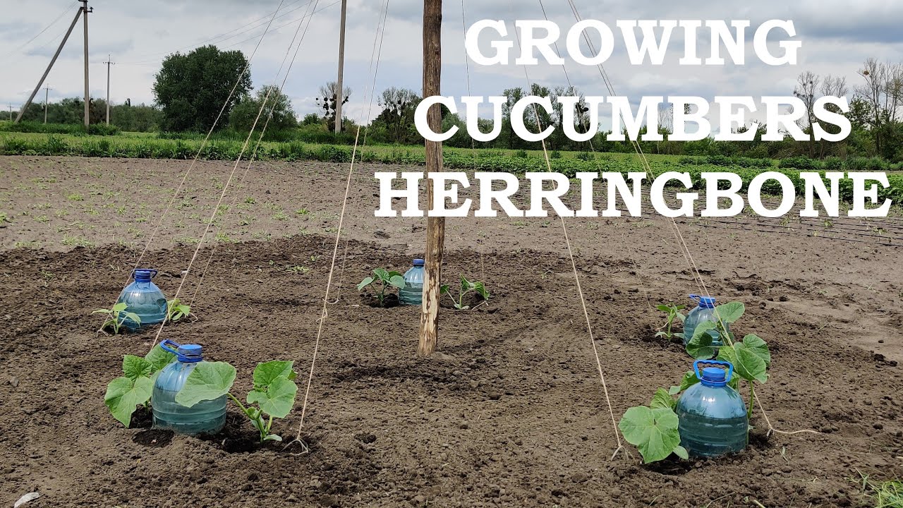 Growing CUCUMBERS  Herringbone (Part 1)