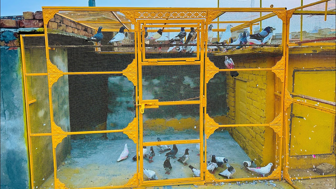 New cage mein kabootar shift kr dia 😱 | Dar pigeons club |