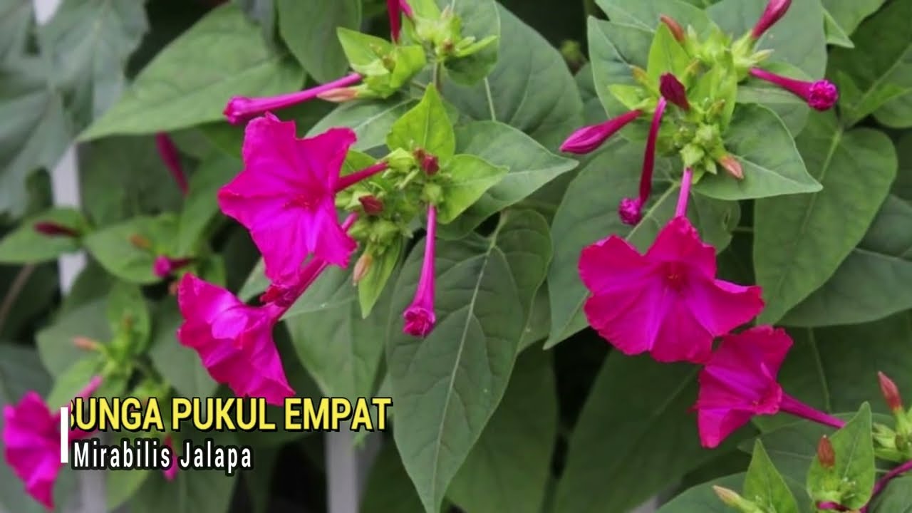 10 Tanaman Herbal yang Hampir Terlupakan Padahal Ampuh | Seri Tanaman Herbal Nusantara Part 3