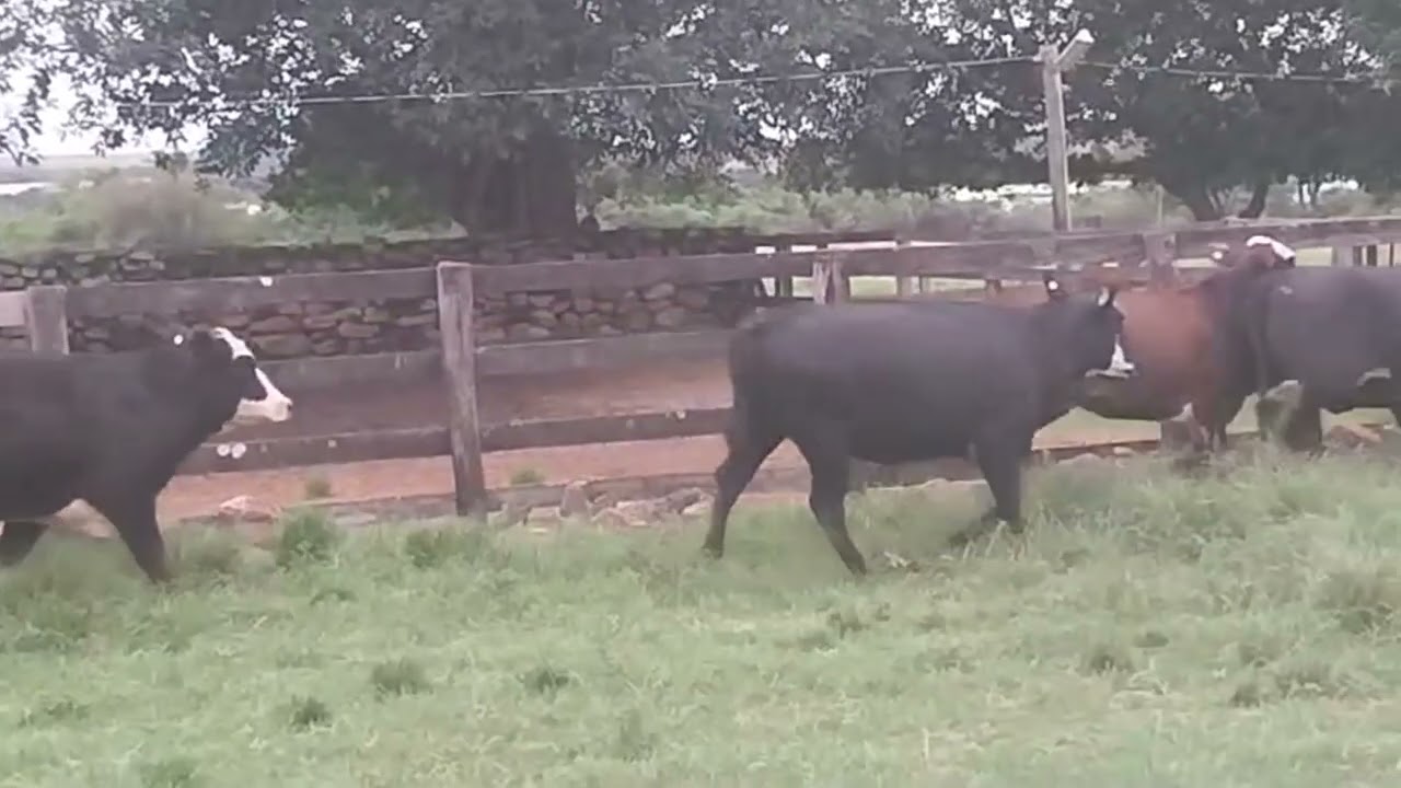 LOTE V15 - 05 NOVILHAS ANGUS E CARETAS PRENHES - PESO M&Eacute;DIO 330 KG (PRENHES DE BRAFORD)