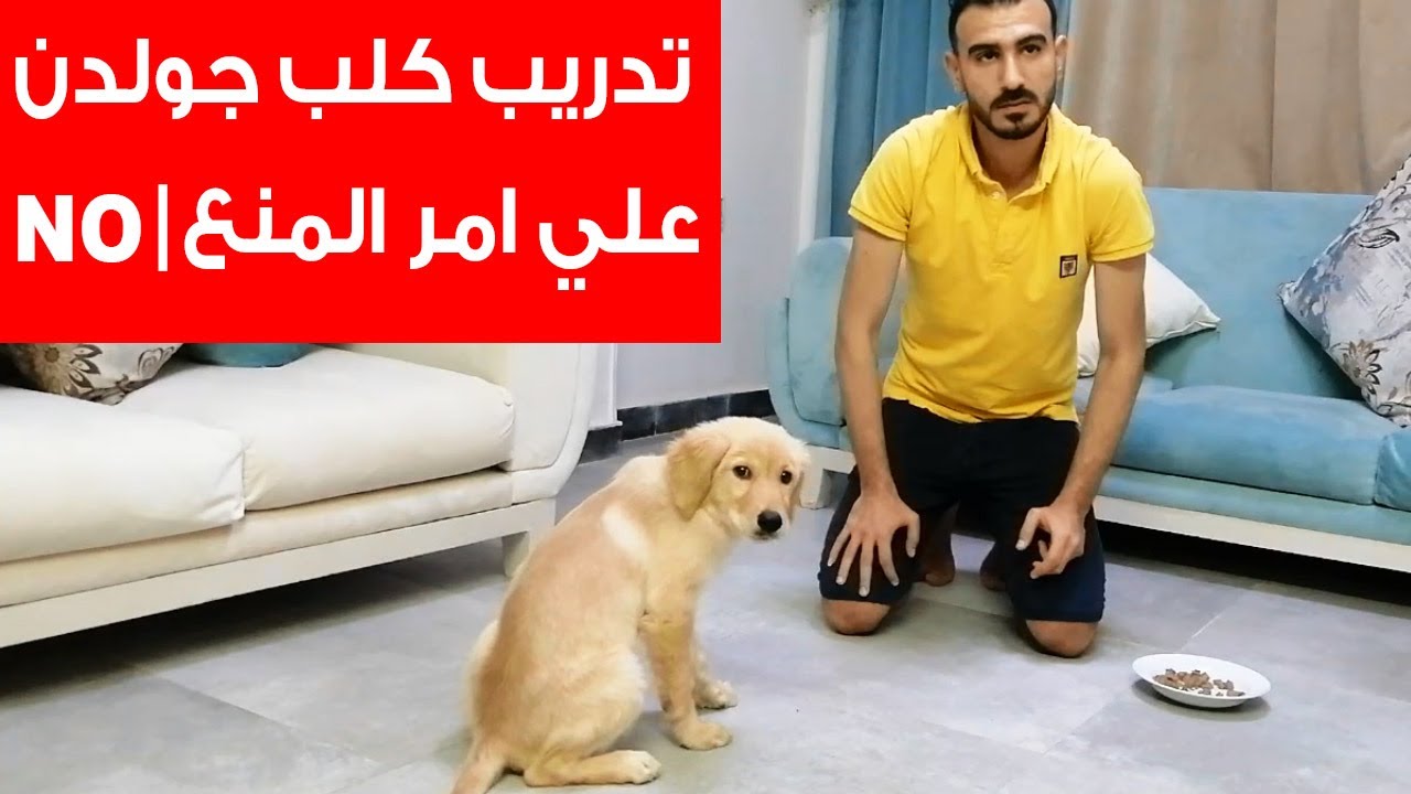 تدريب اصغر كلب جولدن علي امر المنع | NO | استجابة بسرعة جدا