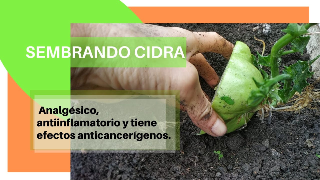 🌱 Sembrado CIDRA