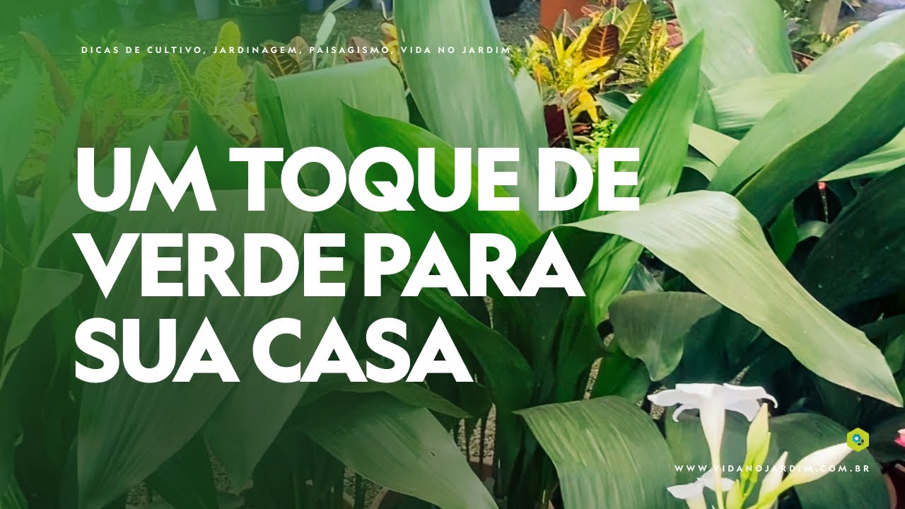 ASPIDISTRA: um TOQUE DE VERDE para a DECORAÇÃO da sua CASA