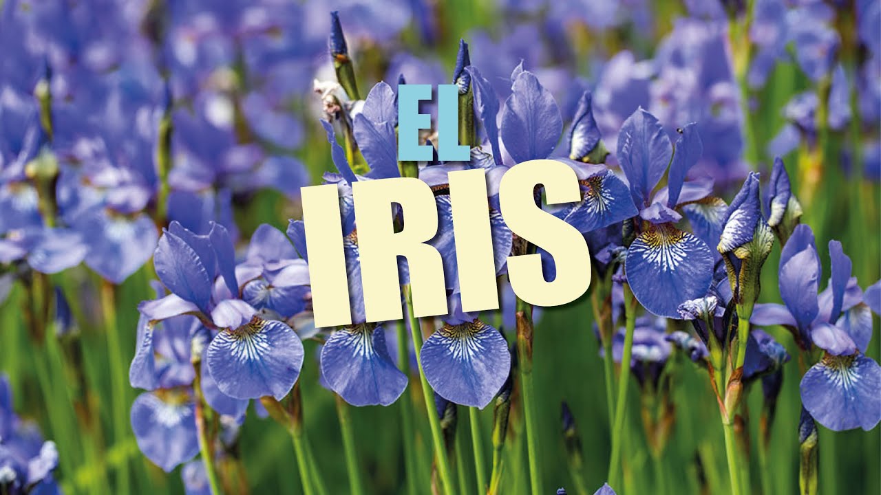 EL SECRETO DEL IRIS O RAÍZ DE ORRIS.