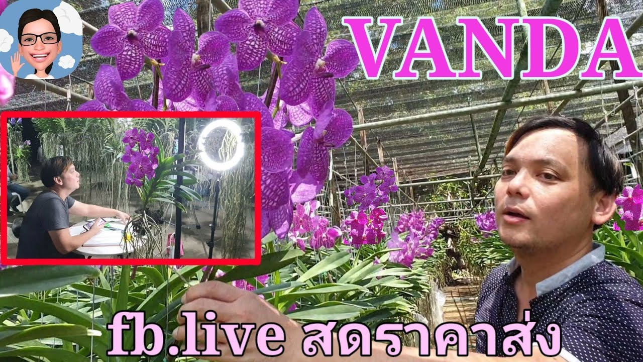 แวนด้าเขาใหญ่ออคิดส์ สวนกล้วยไม้คนรุ่นใหม่ live fb. ขายonline ขายดี๊ดี#ป้าตุ้ยยูทูป