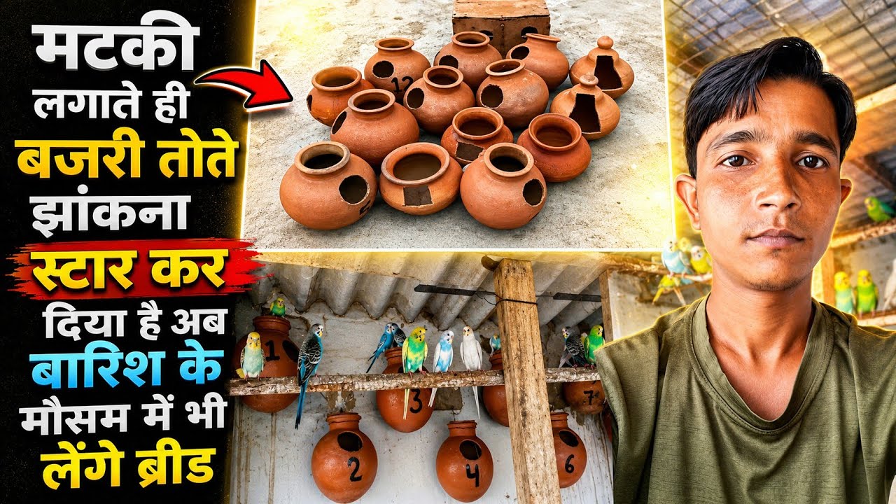 आज लगाएंगे बजरी तोते की कॉलोनी में मटकी ll Lucknow Video Budgies Parrot ll Like Share Comment