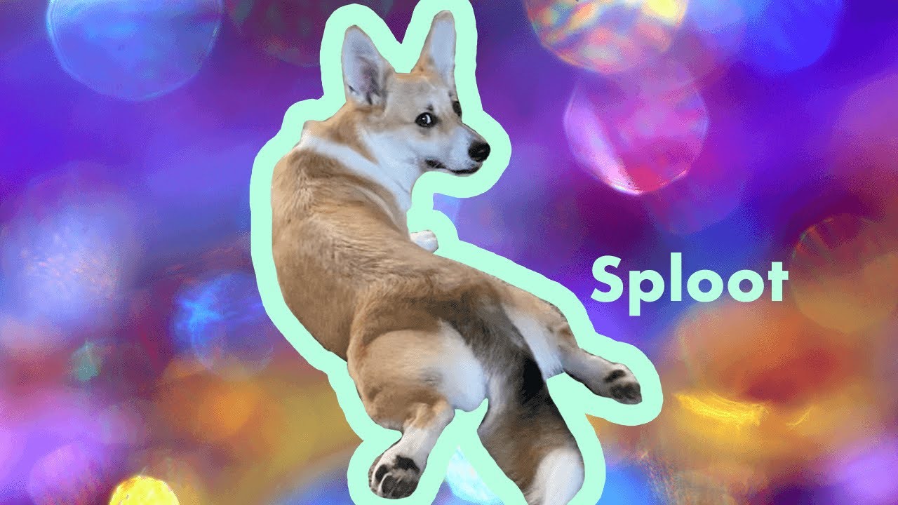 Corgi sploot #shorts