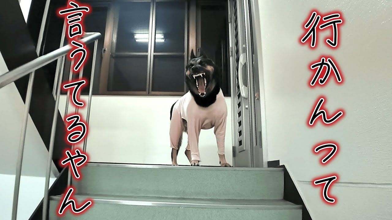 愛犬をトイレに「行こう」と誘ったら来ないので、逆に「来なくていいよ」と言ってみた結果…ｗ