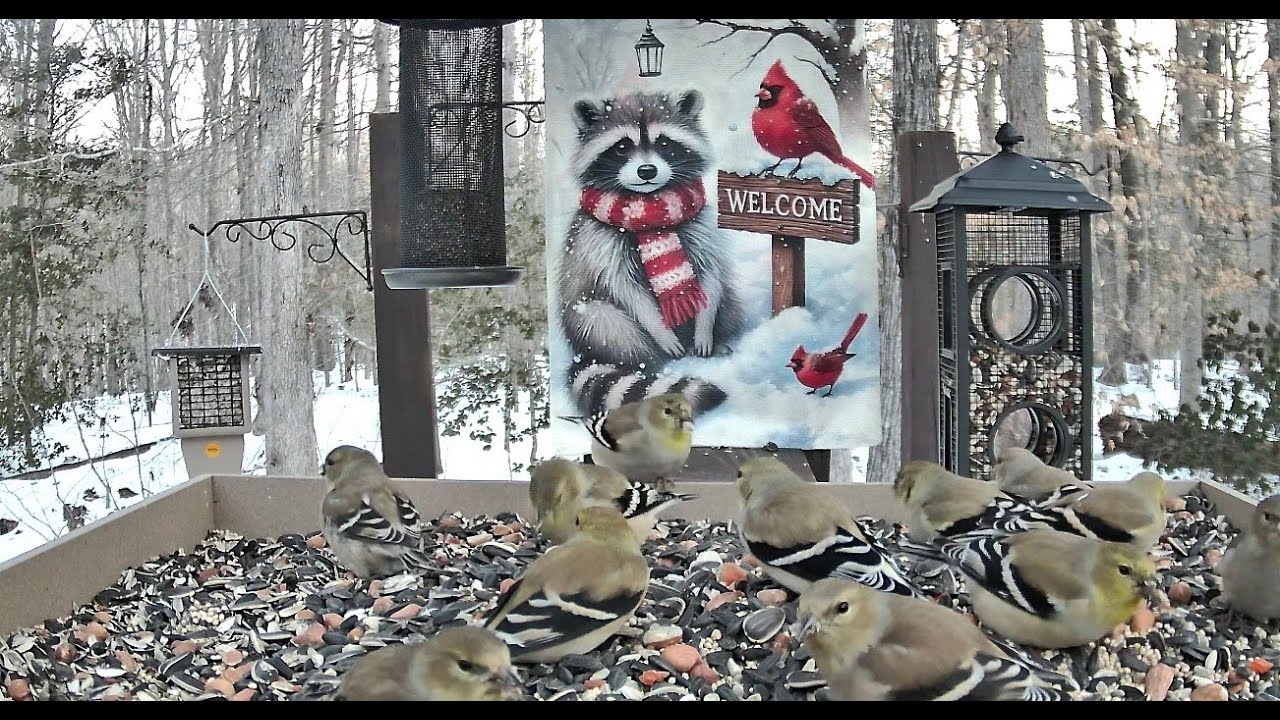 Streaming LIVE ** Birds on the Bluff Main Feeding Platform Camera ** 12/02/2026