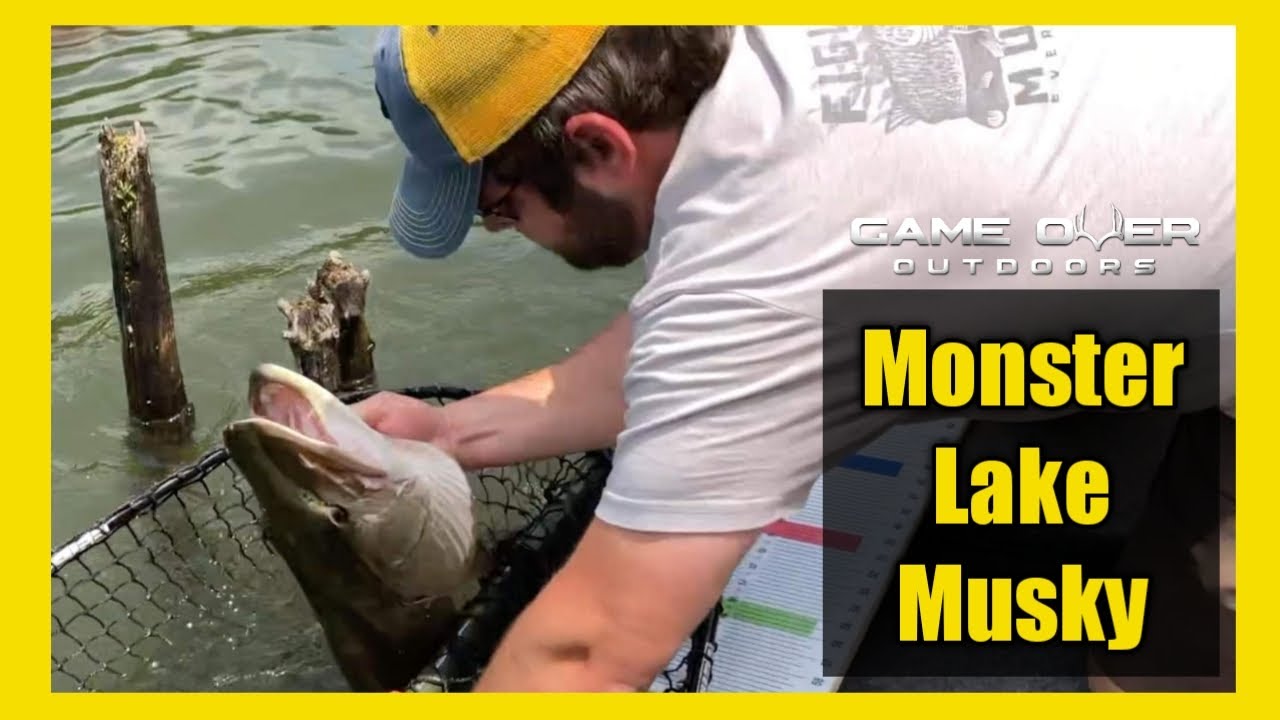 Fat West Virginia Lake Muskies Put On A Show