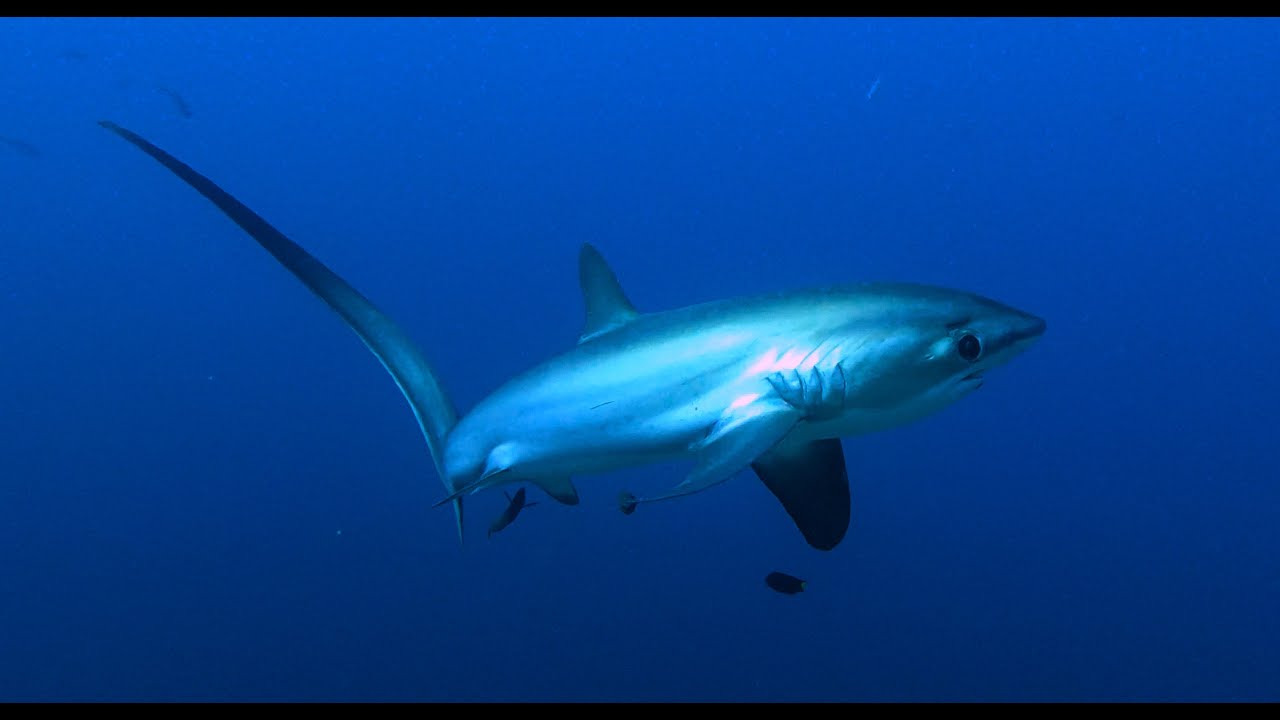 Malapascua Kimud Shoal, Thresher Shark, Very close Enconter, one touch my Camera