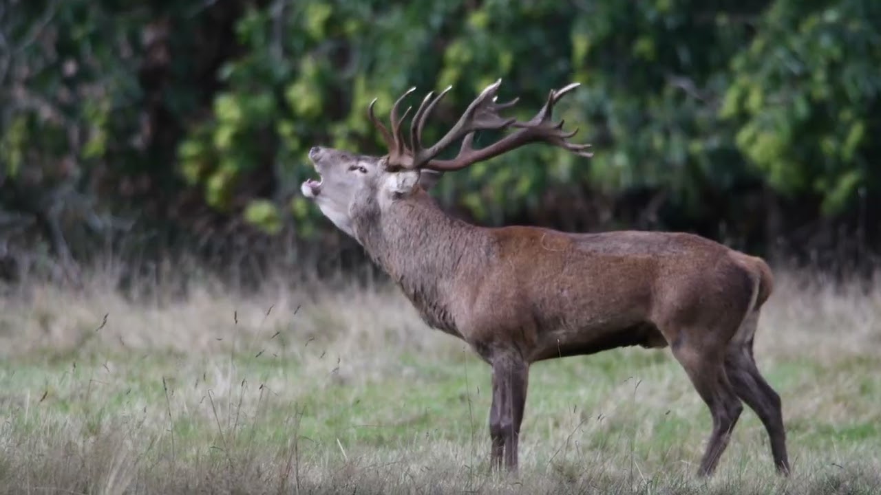 Red Deer rut Studley Royal | 4K