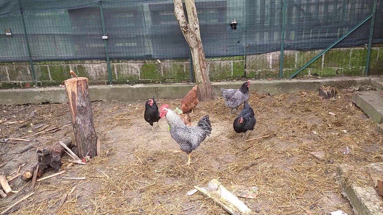 COME SCEGLIERE UN MANGIME PER GALLINE