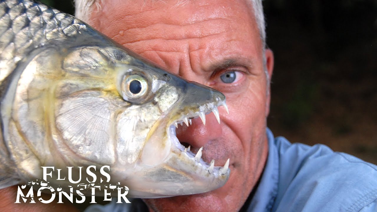 Der afrikanische Tigersalmler: Furchterregendes Flussmonster | S4 E06 | Fluss Monsters
