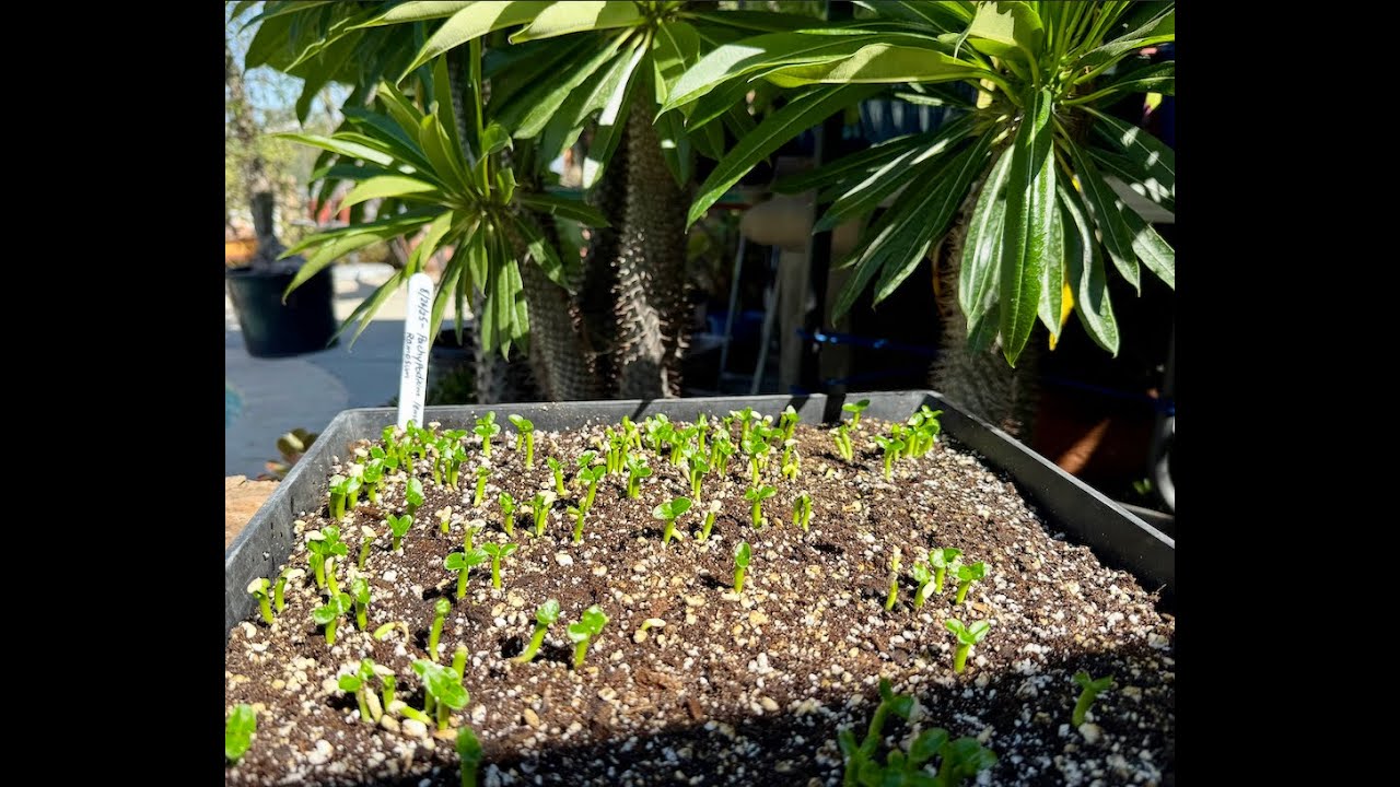 Adenium and Pachypodium Seed Germination Step by Step - Episode 204