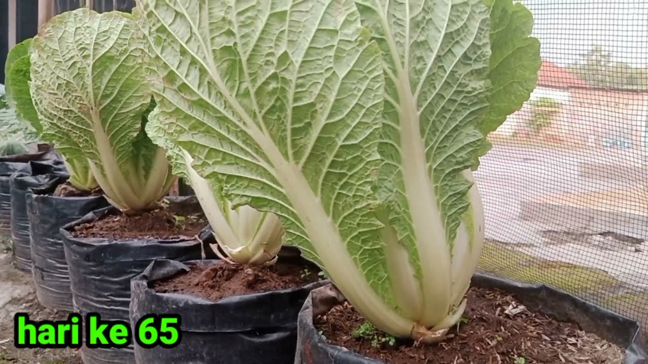 cara menanam sawi putih di polibag dari semai sampai panen || how to grow chinese cabbage in polybag