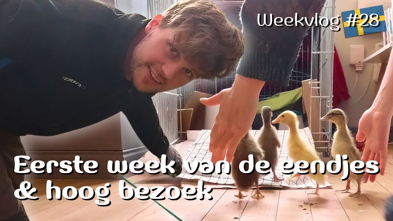 Update over de EENDJES & we krijgen BIJZONDER BEZOEK deze week! / #28