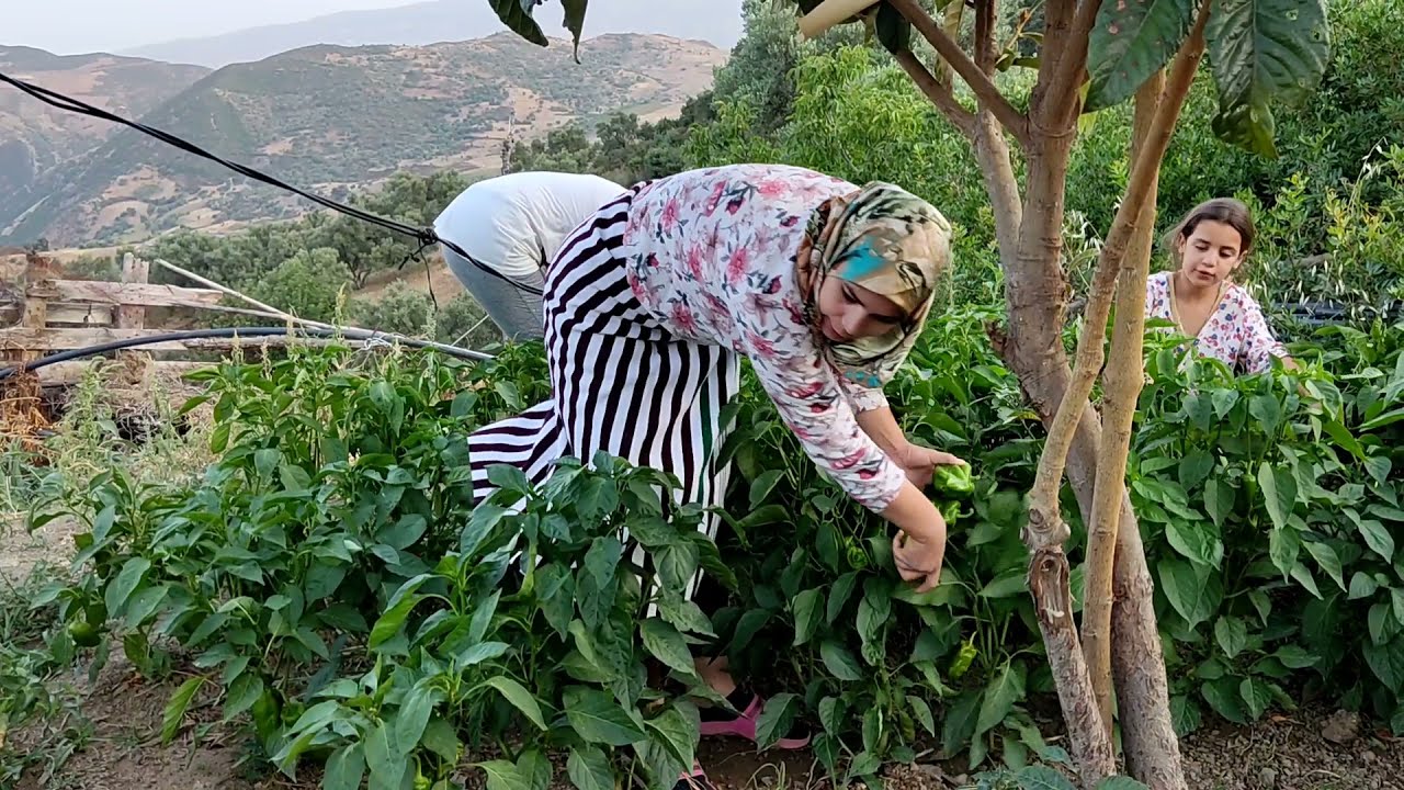 أليوم بيطنا 👍دار دينا 😄دتراب👍👍