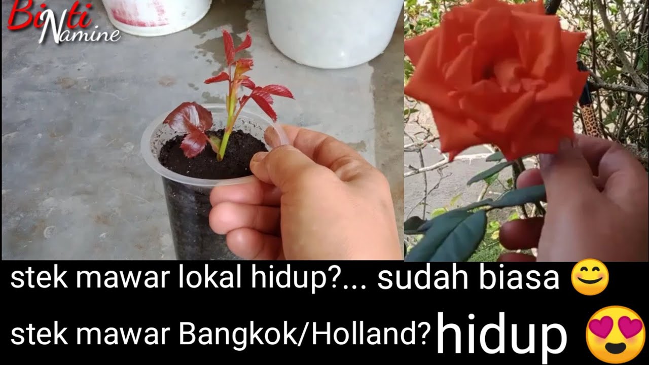 Cara paling mudah stek mawar terbaru