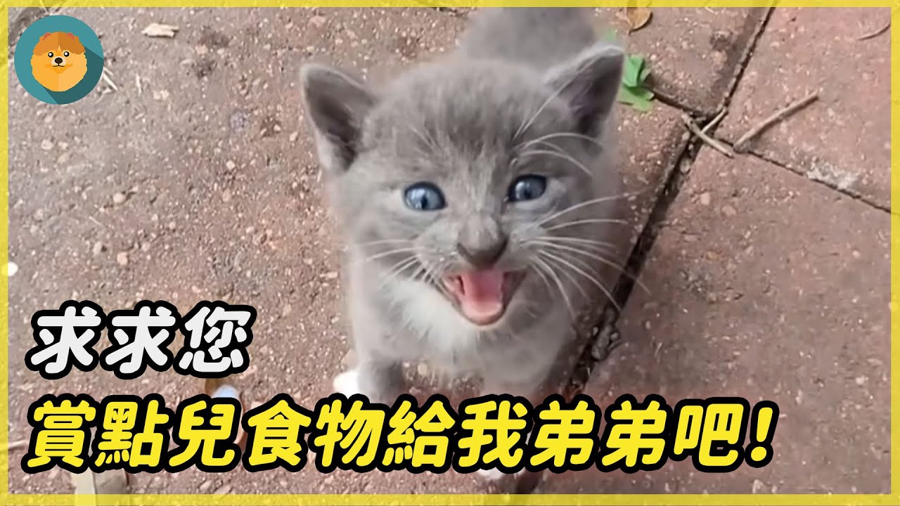 貓弟弟挨餓奄奄一息，貓哥哥嗚咽不止求人賞食，結局太暖心......|#靈寵王國 #報恩  #動物 #重逢 #奇跡 #不可思議 #貓 #驚人 #暖心  #真實故事  #流浪貓 #感動 #救援